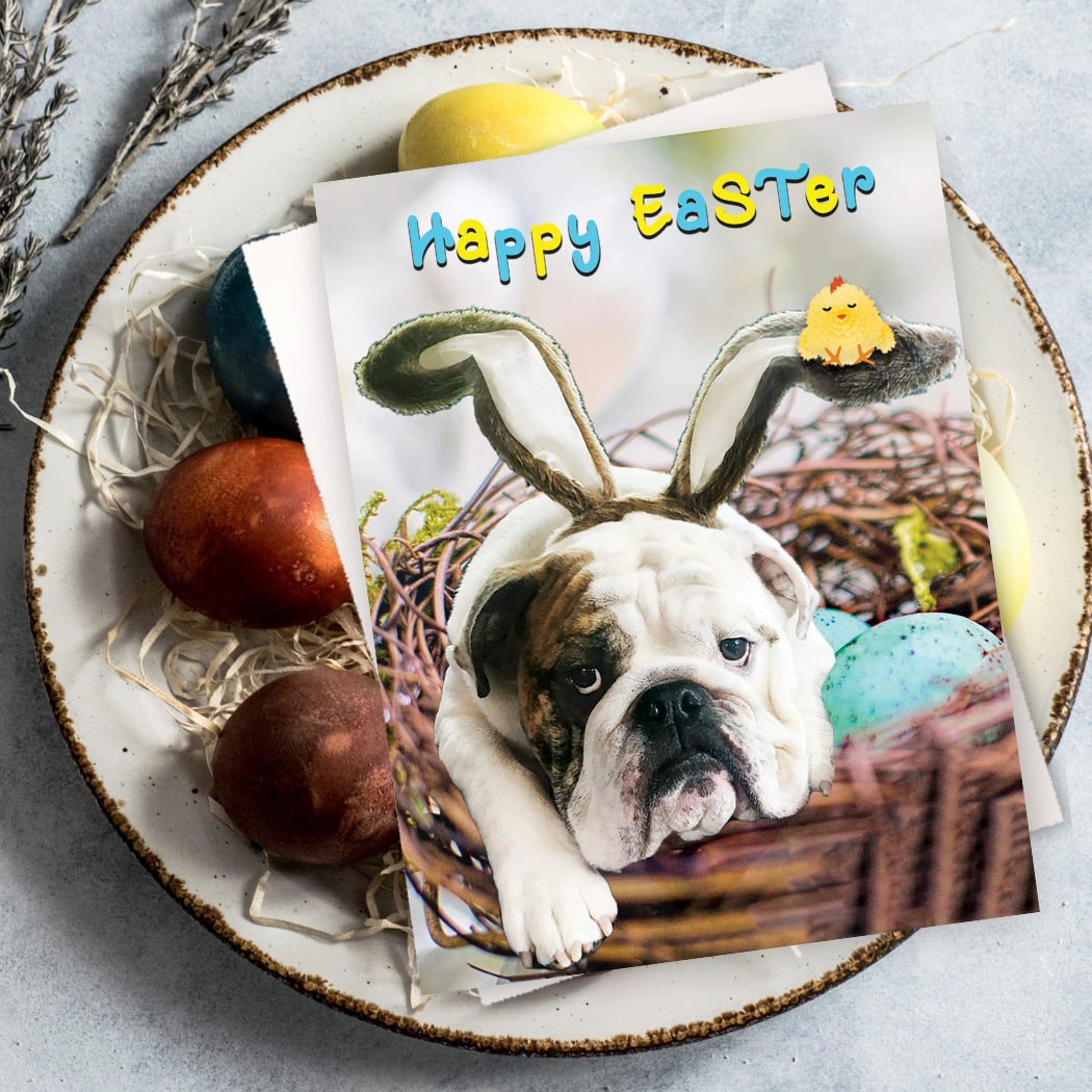 Easter Bulldog Bunny Card